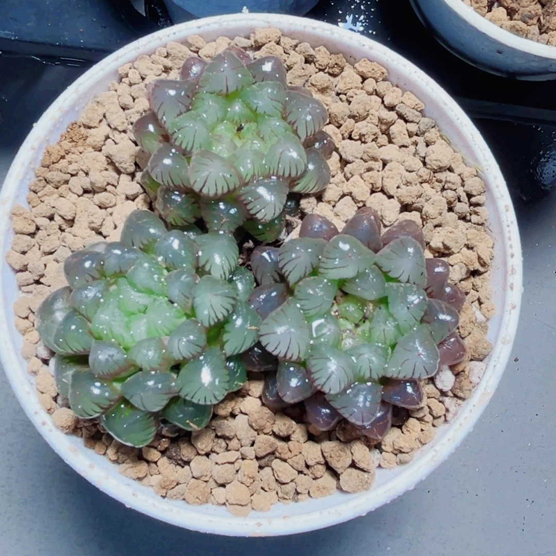 粉姬玉露多肉植物6666