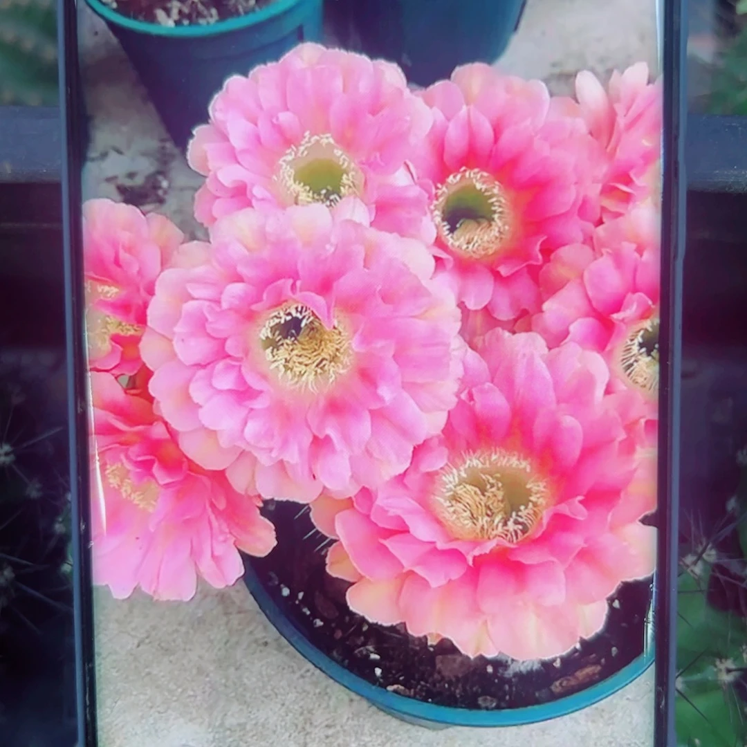 下50彩草遐想歪无根侧芽4公分左右20包邮