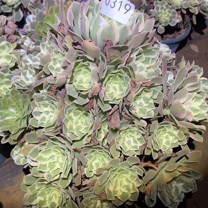 小****令多肉植物法师319女妖