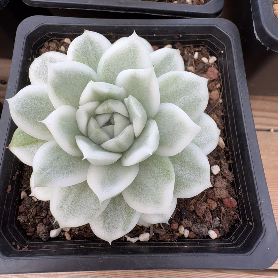 麦秆超白安吉园艺锦锦