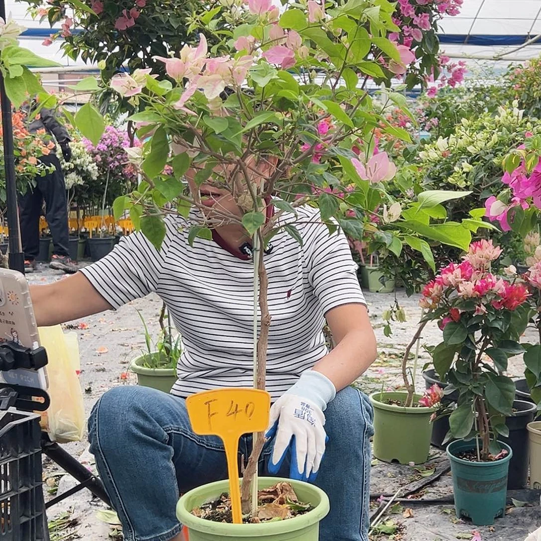 木***子大部分花苞少量开放F40广红樱