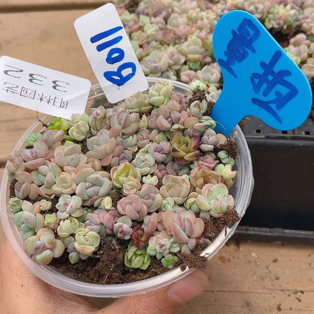 量拍多肉植物多肉植物332