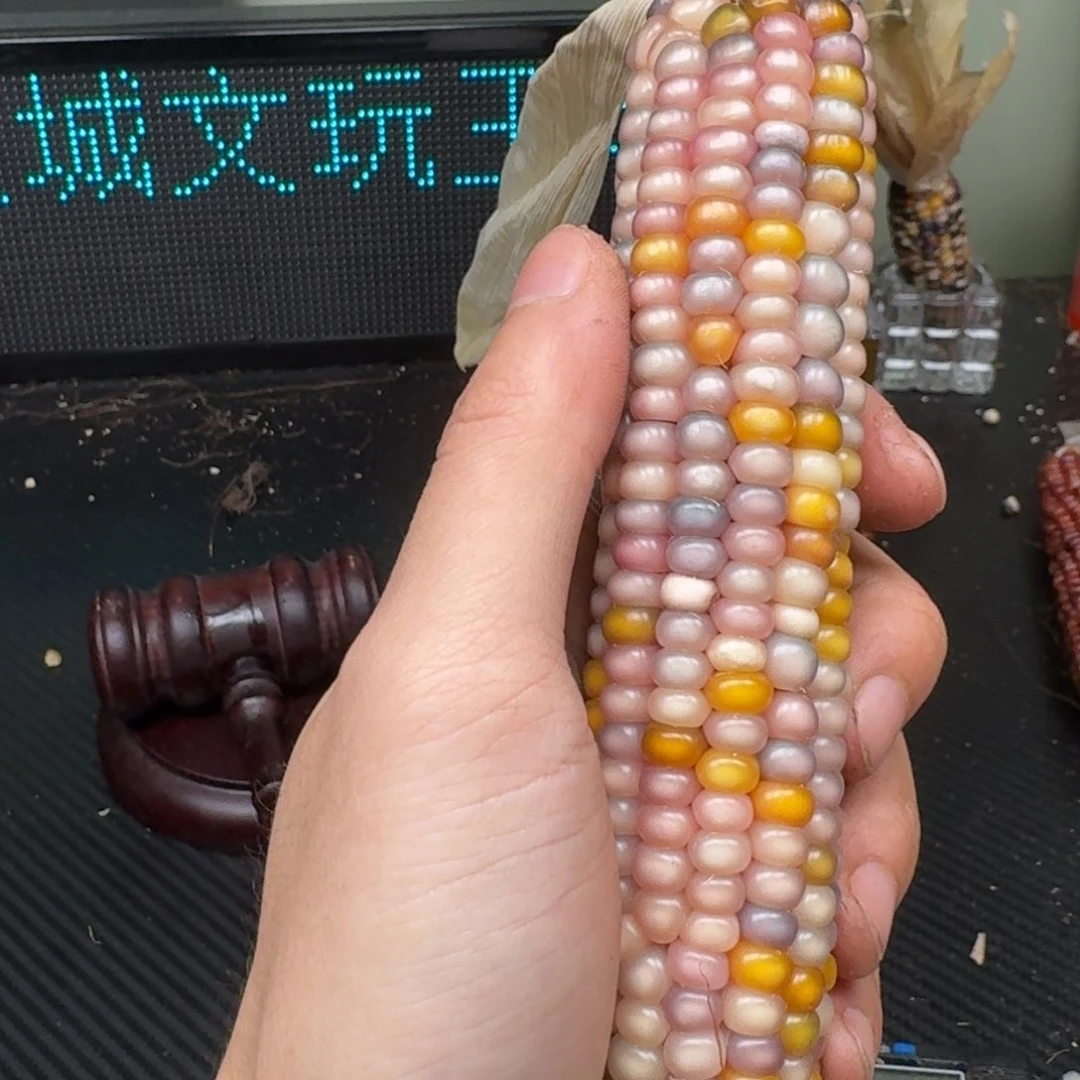 柏香籽/百香籽吊坠米*