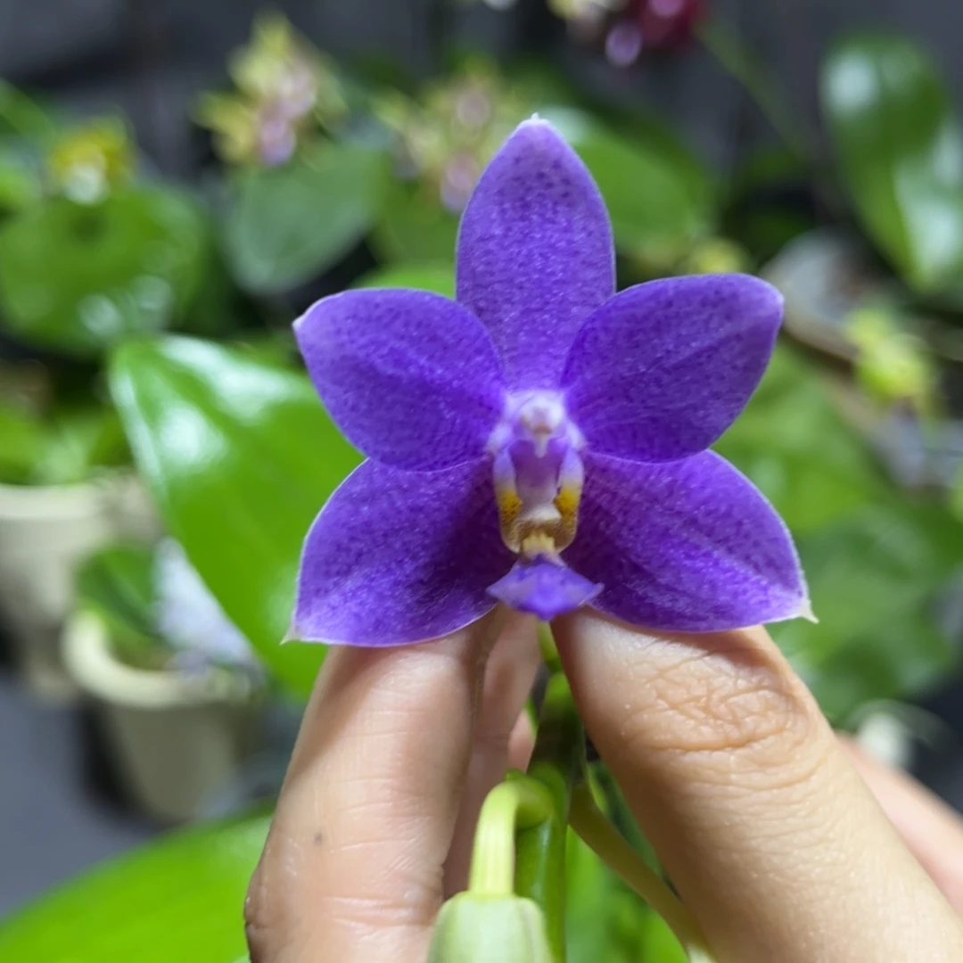 完全开放2.5寸柳林蓝星开花株