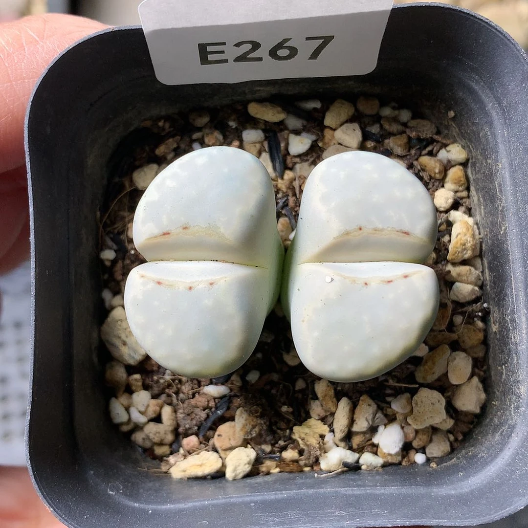 E267多肉植物保护