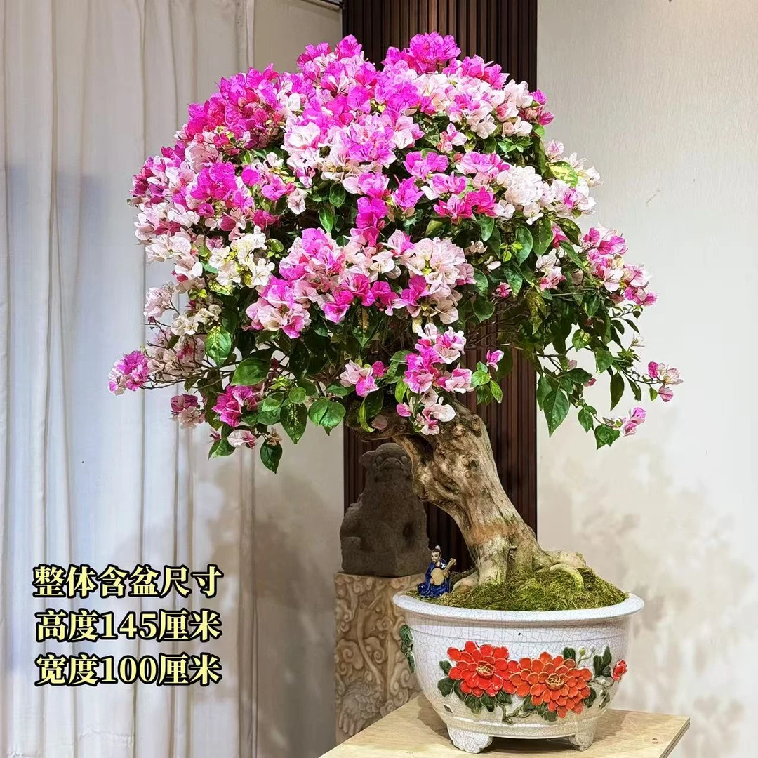 【叶胜园艺】漳红樱老桩三角梅盆景
