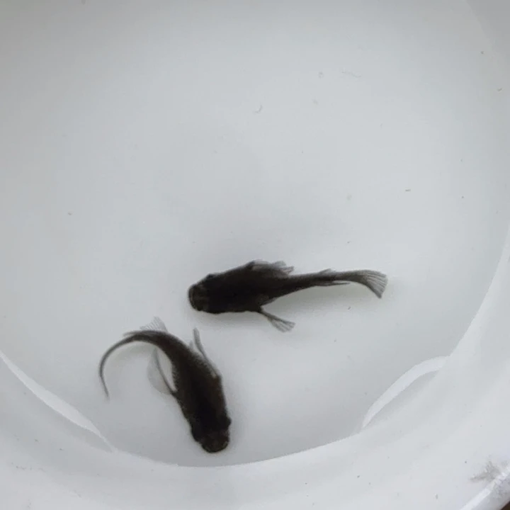 青鳉鱼大蛇球球7号