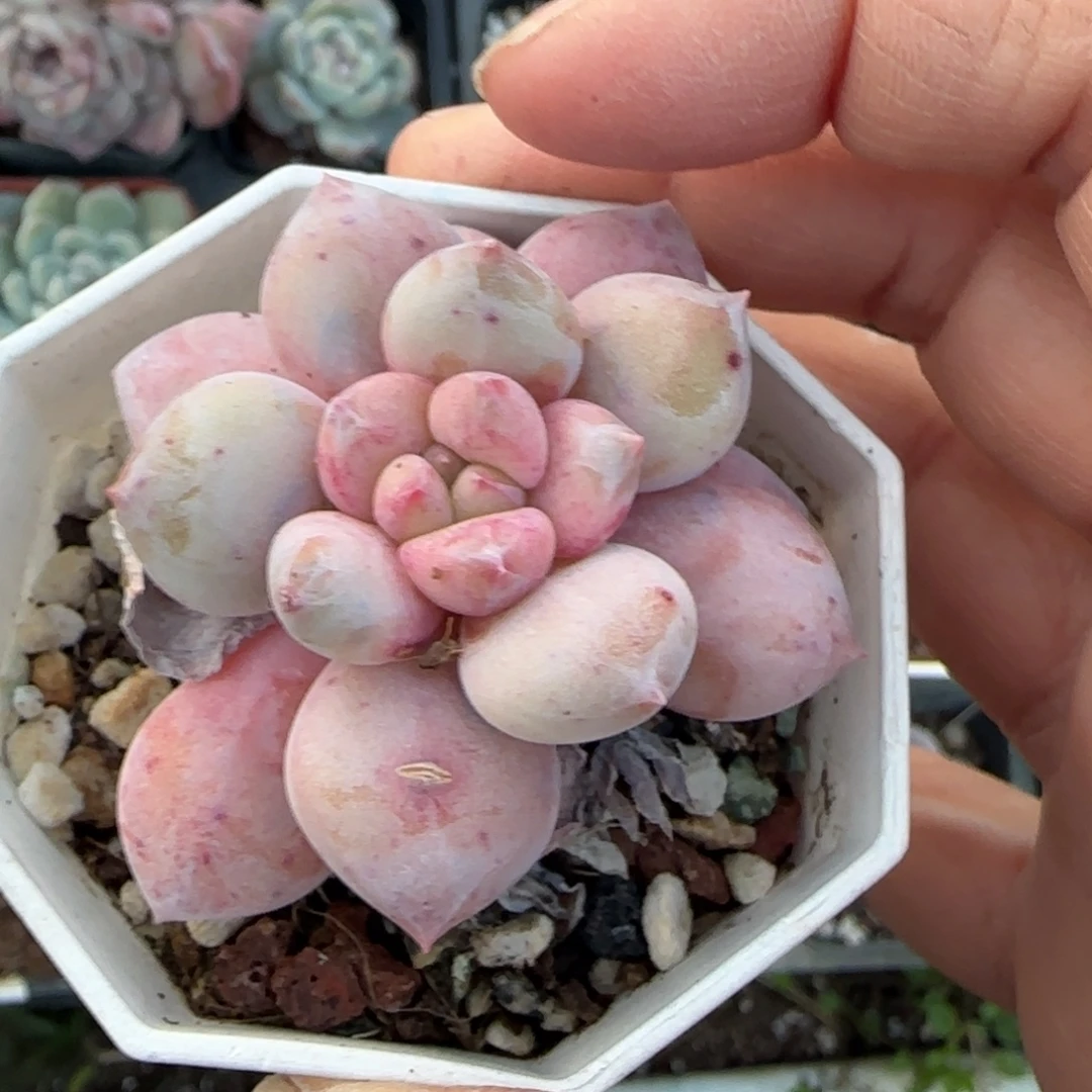 多肉小卡拉米糖心一物一拍