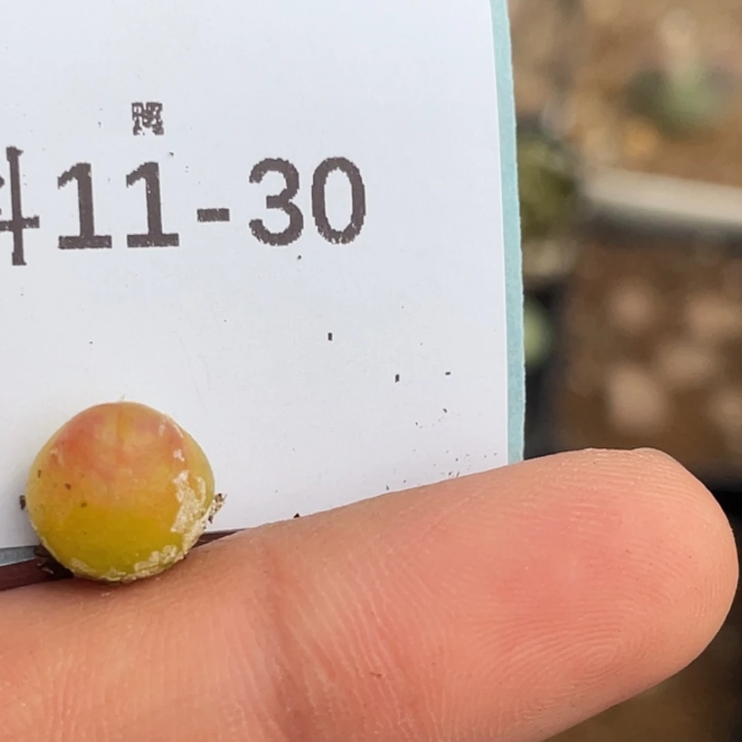 11-30拉登多肉植物