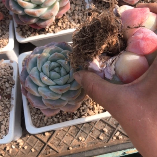 精控单头冰玉两颗9.9