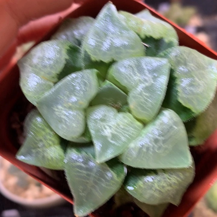 祥云克带盆土发货