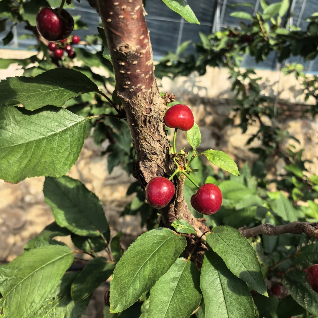 【美早樱桃】裂果买一斤送一斤 北京平谷 现摘现发 顺丰包邮