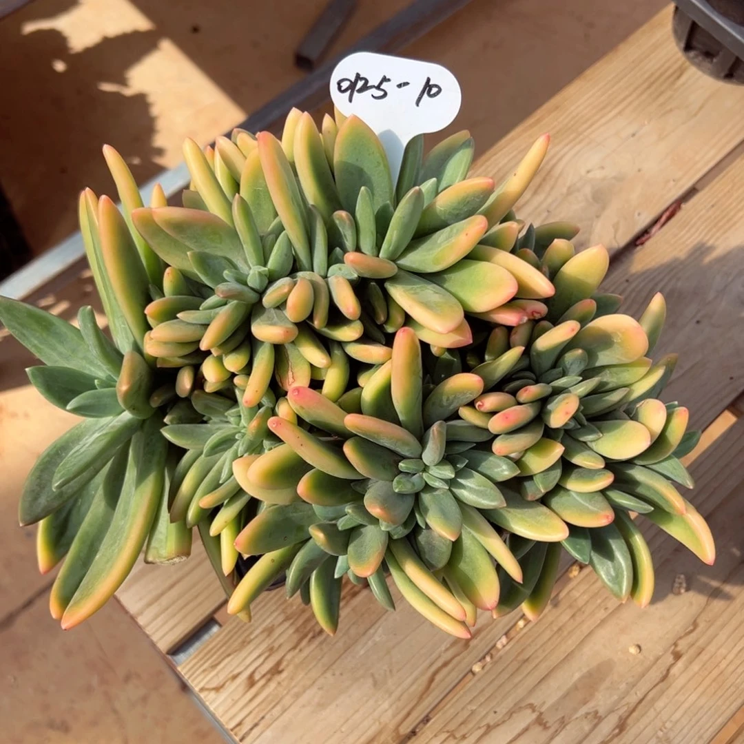 德**卷0125-10海洋之歌缀化母本