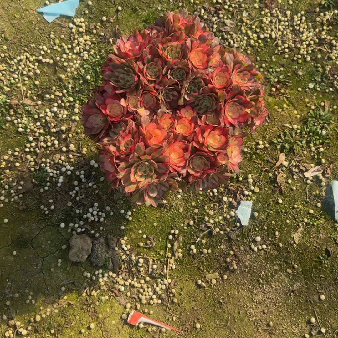 姝**麻118加119两个雨荷。多肉植物