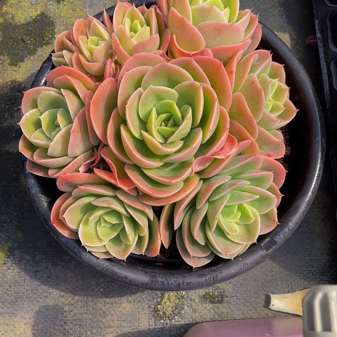 7****肉辛纳塔多肉植物