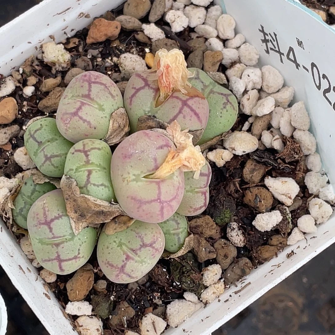 4-22猴多肉植物肉锥