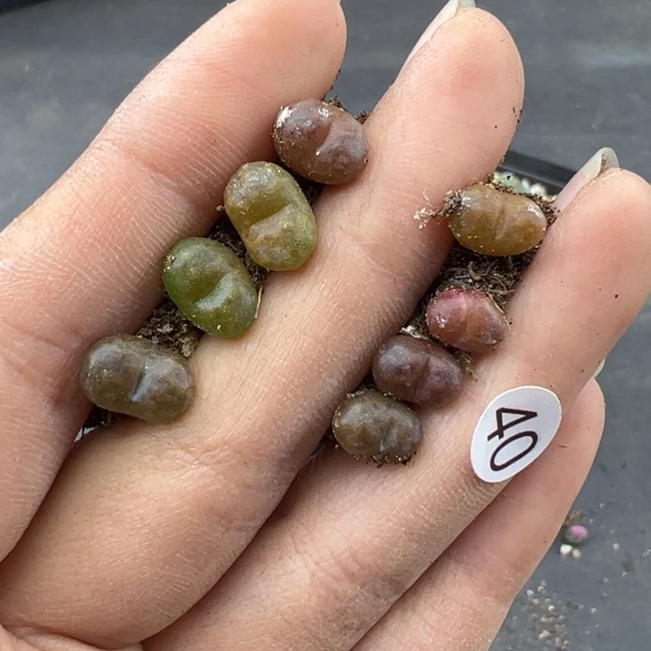 郭****40好11111111111111111