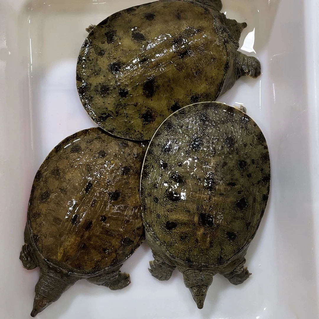 中国大陆野生甲鱼包邮