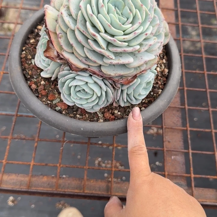 潜力股完美捧花多肉植物勃朗峰