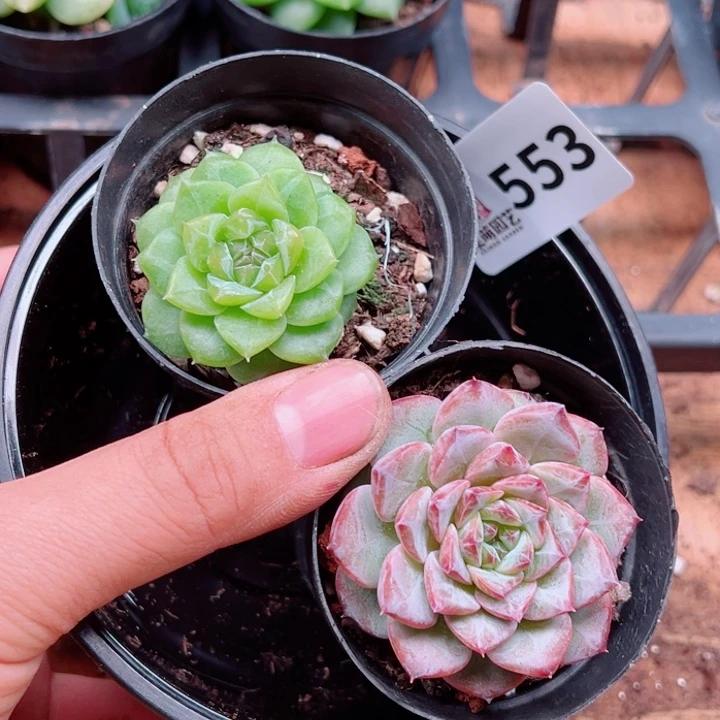 多肉植物多肉植物