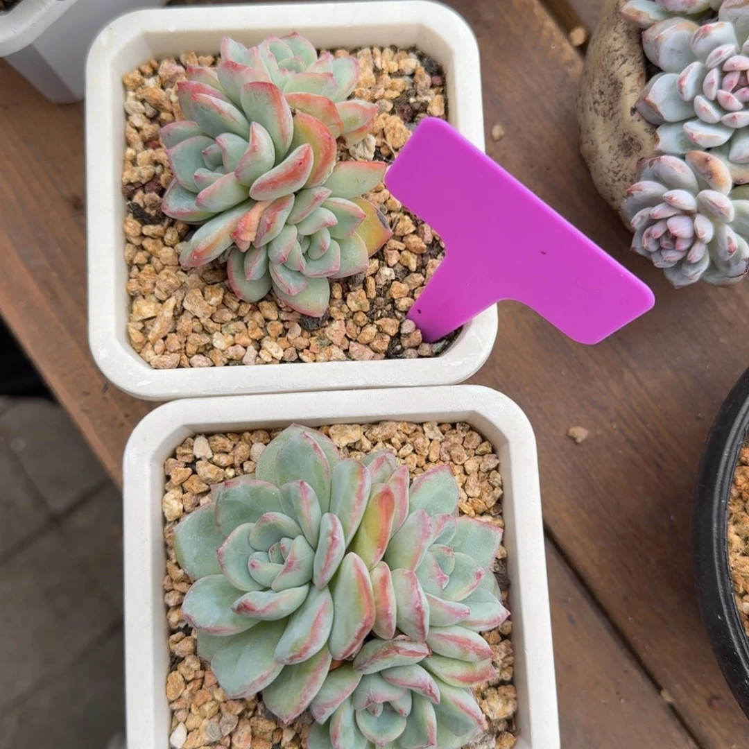 2颗泡芙特价1111111111111