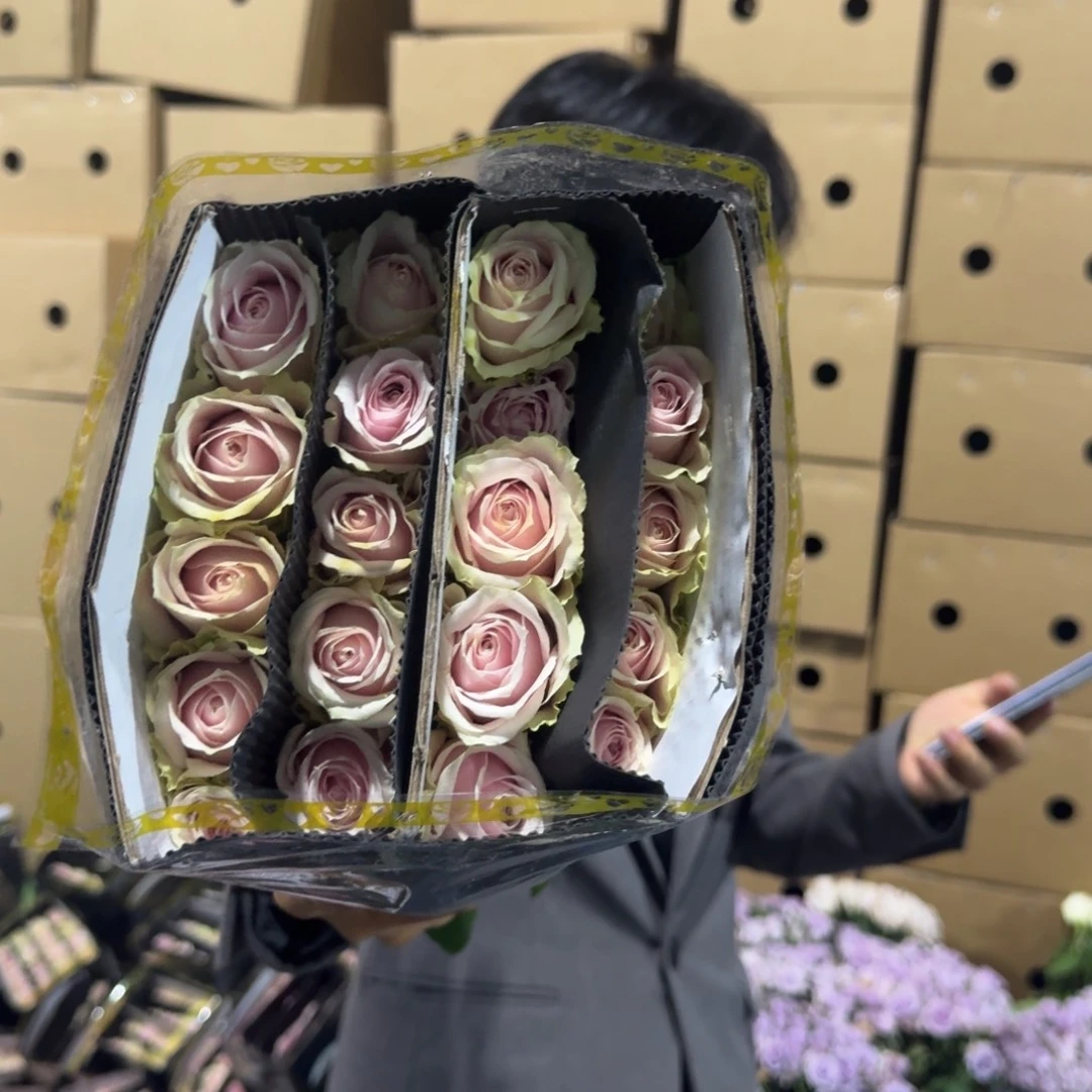 粉红雪山2扎包邮价秒杀