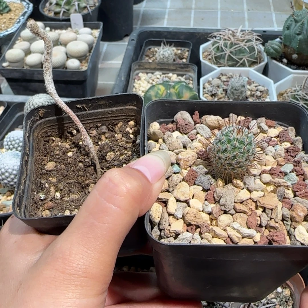 021实生脱土发武辉丸➕布吉岛