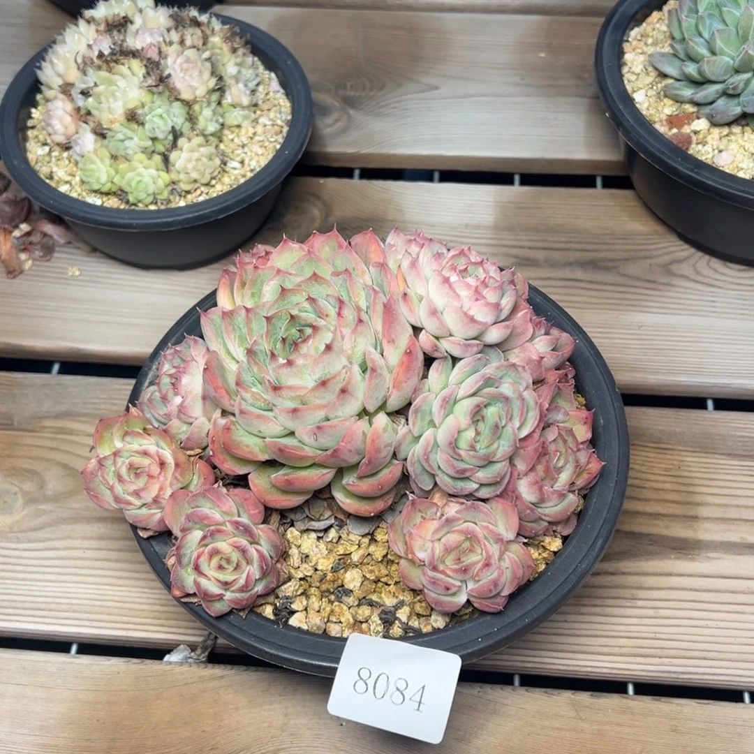 A**牛8084肉多哦多哦哟多哟