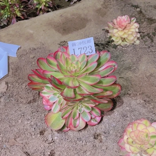 723荔枝多肉植物