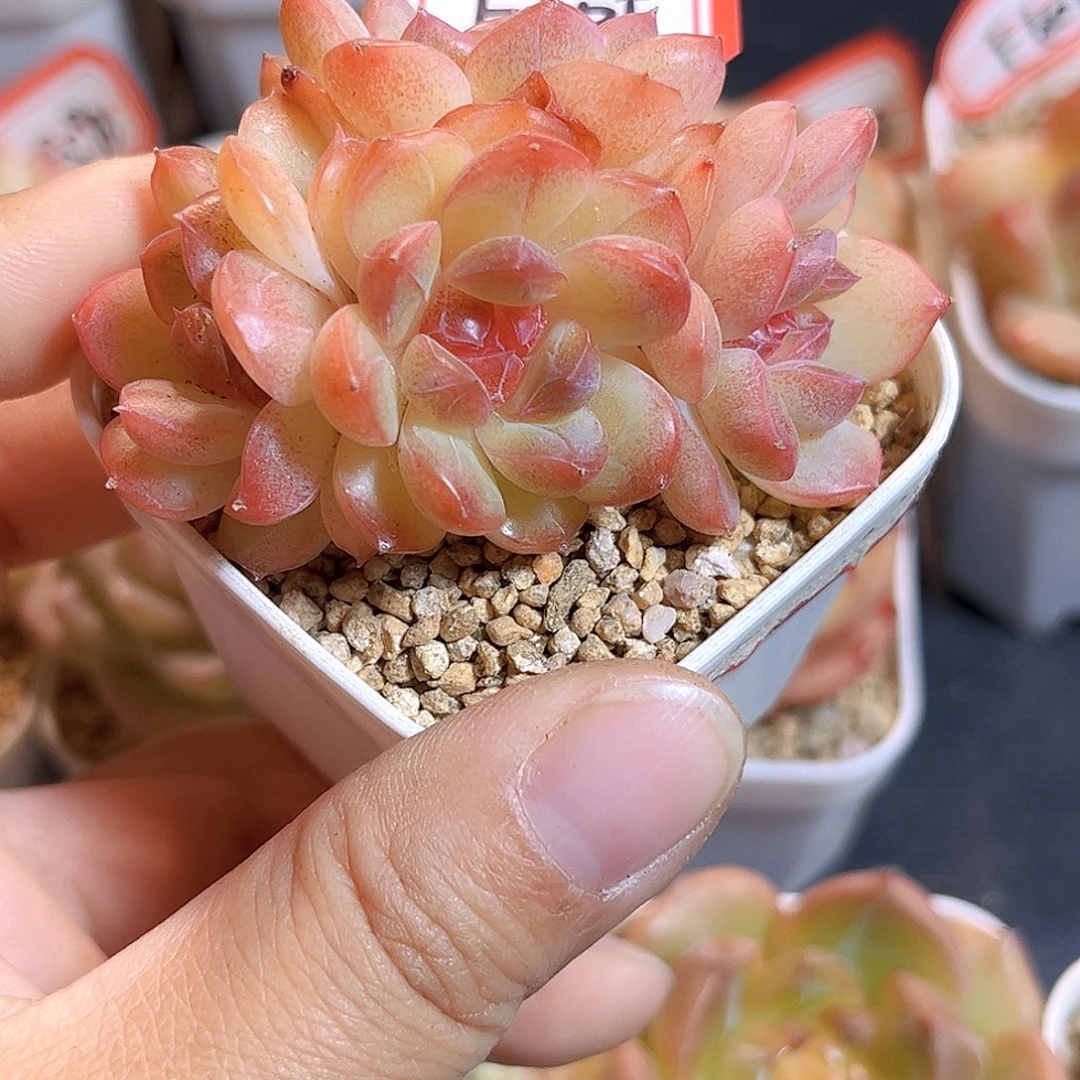 F605一物一拍 琴心