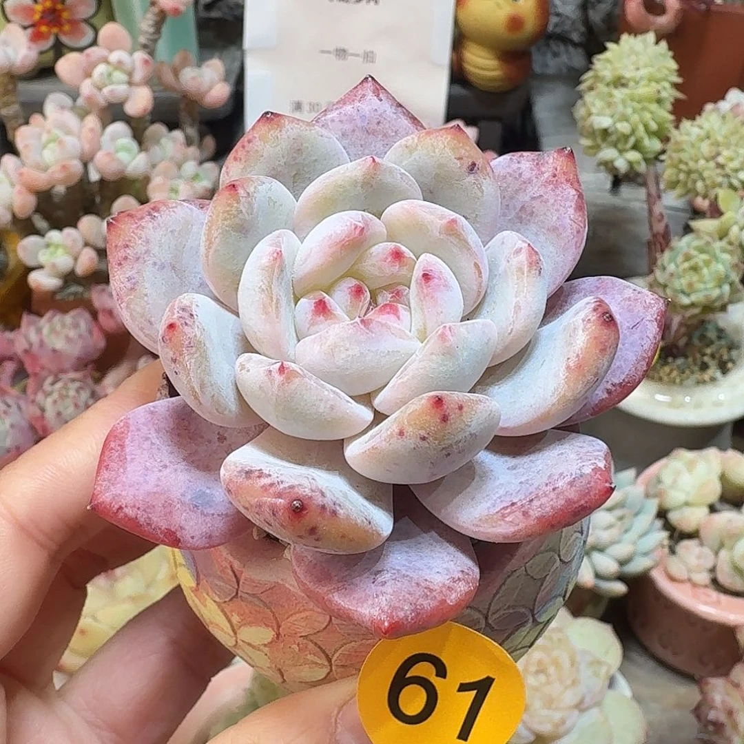 61 多肉含盆土 30元包邮非偏远