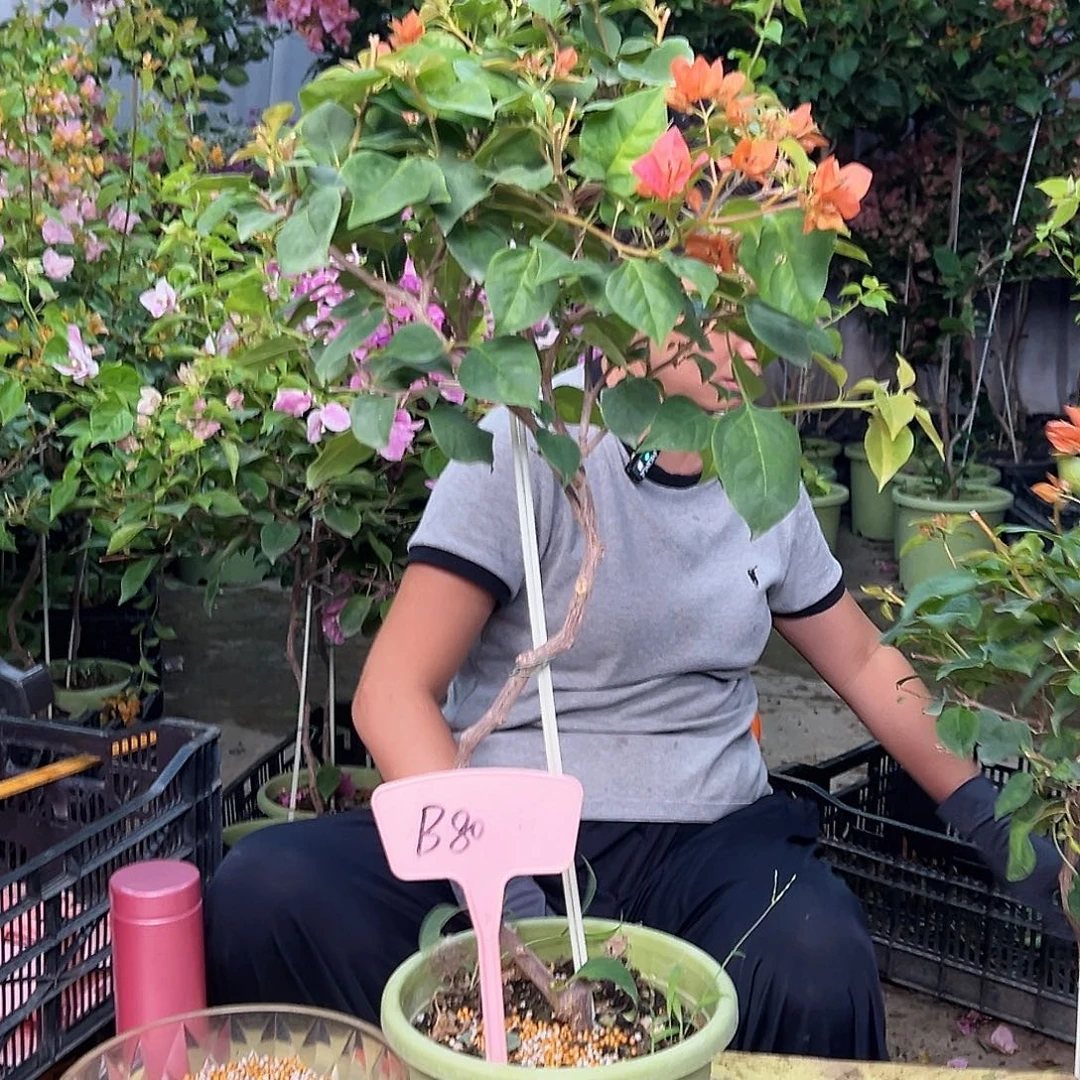 歪***.当前无花栽培后可以开花B80暗夕