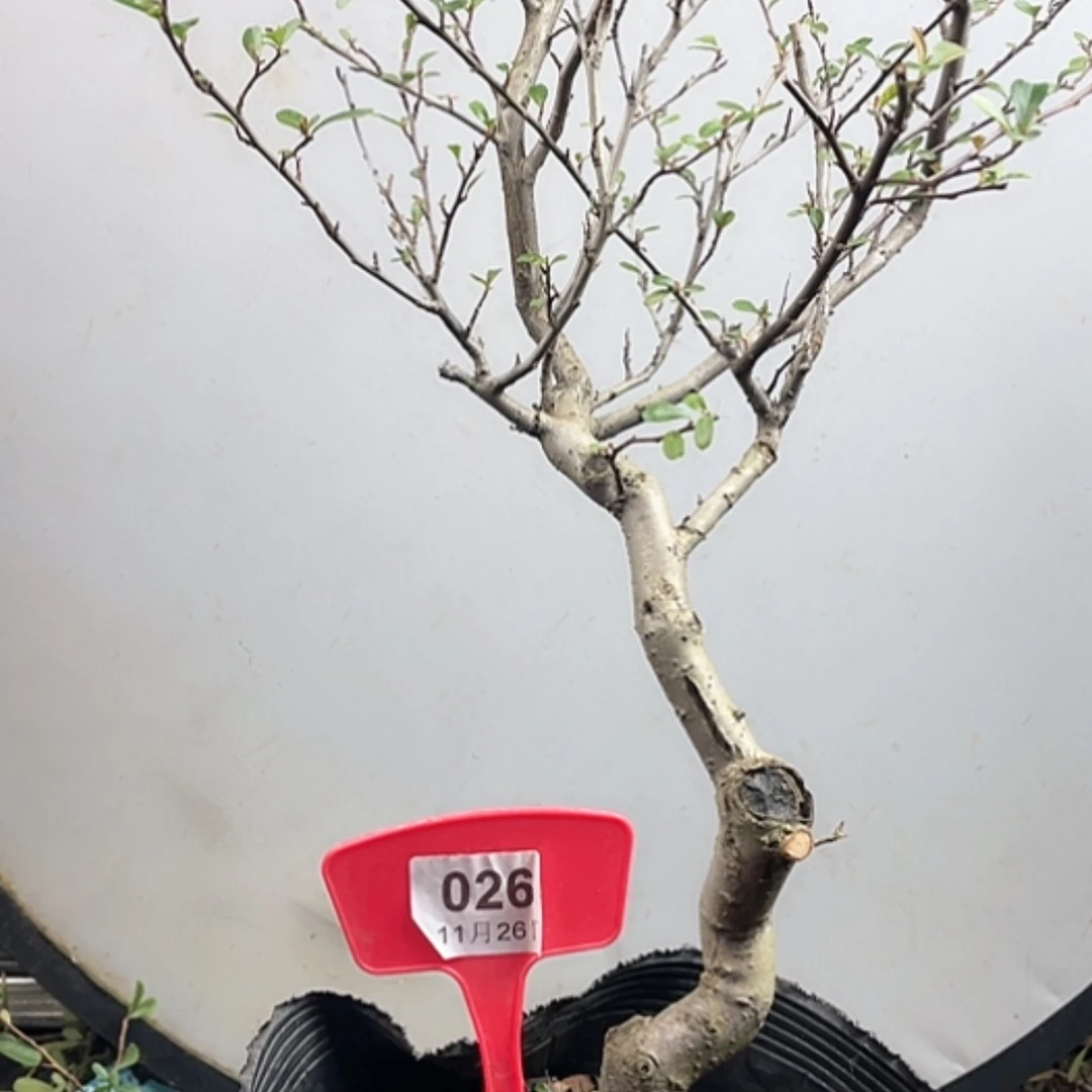 【闪购商品】无花朵026