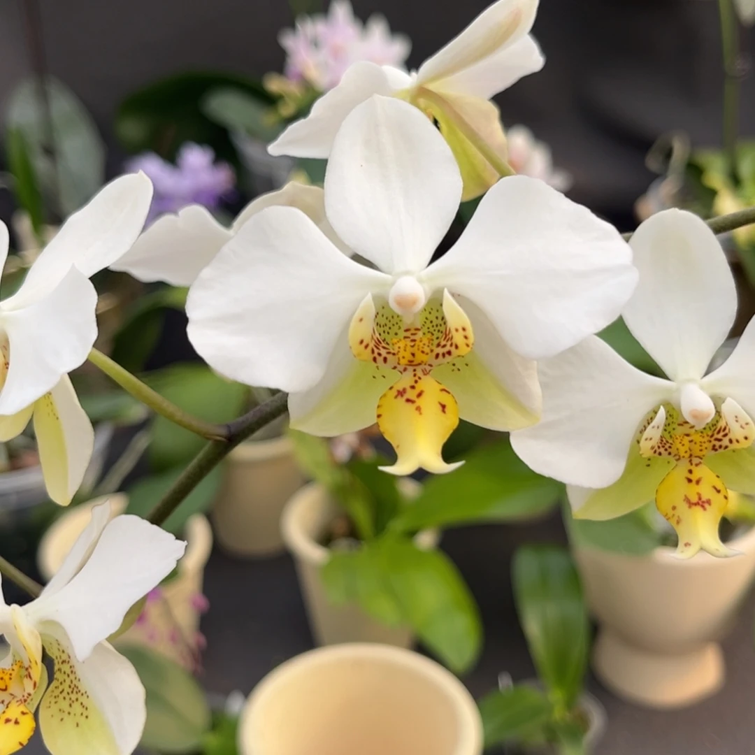 完全开放2.5寸1189开花株