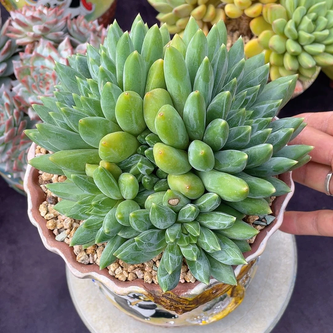 多肉植物脱土包邮