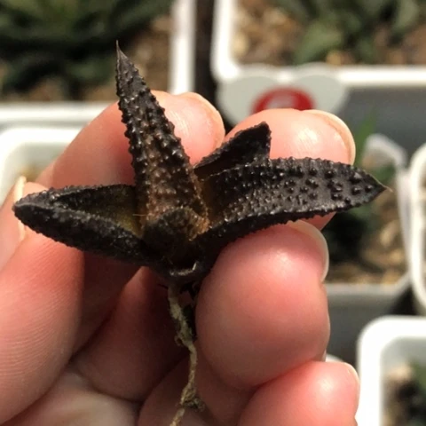 特尤风车哈哈哈哈哈哈哈哈