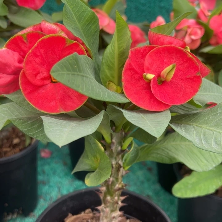 泰品嫁接一物一拍