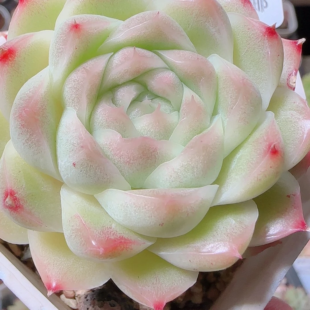 花语逸镜1124-125