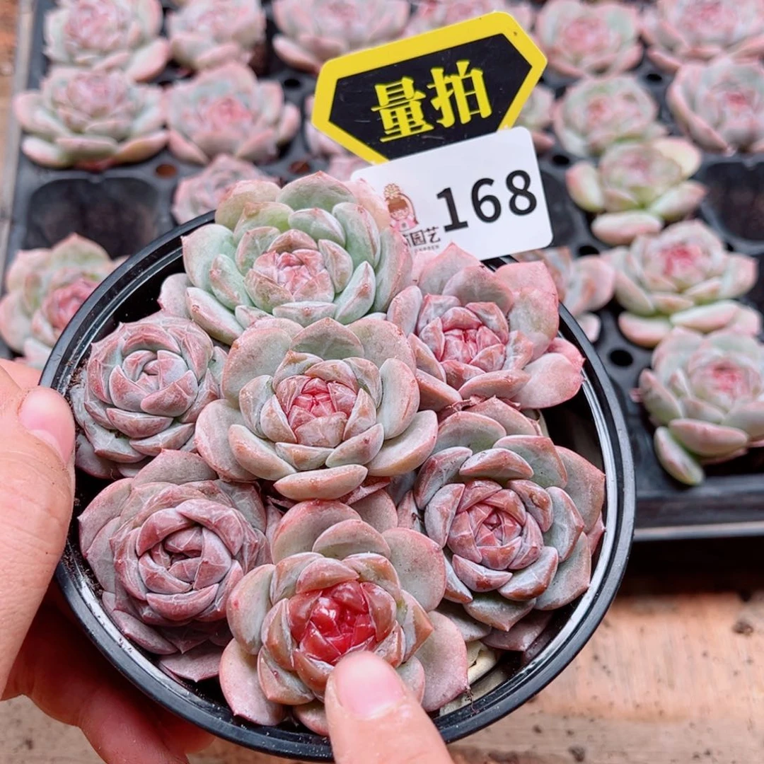 多肉植物多肉植物