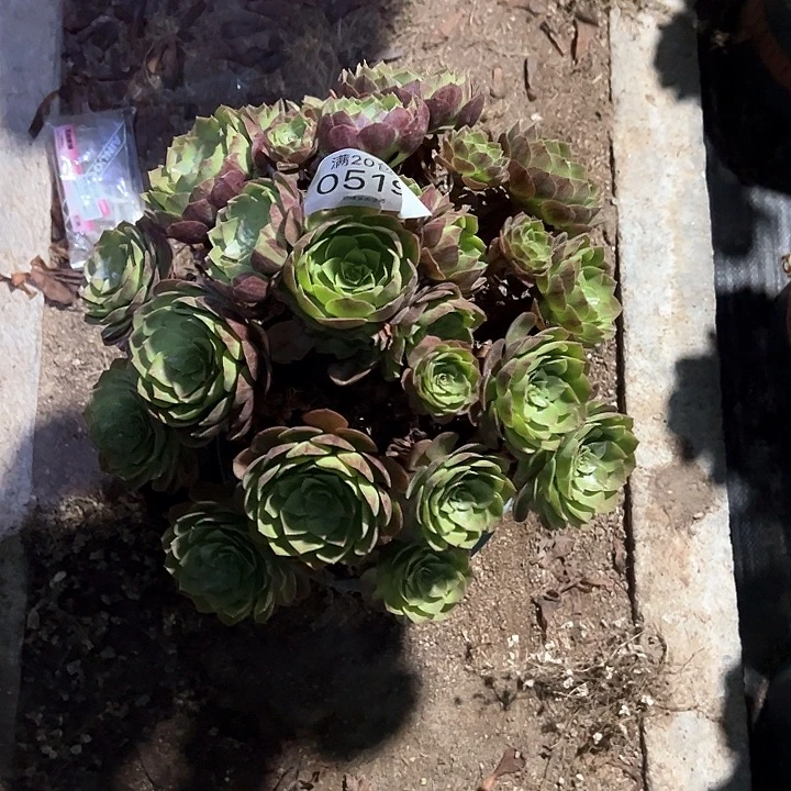 0519黑膜多肉植物