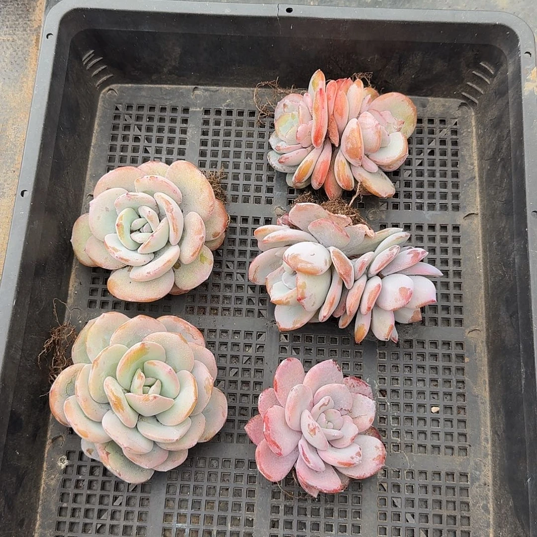 A013 多肉 售后范围：签收起7天内