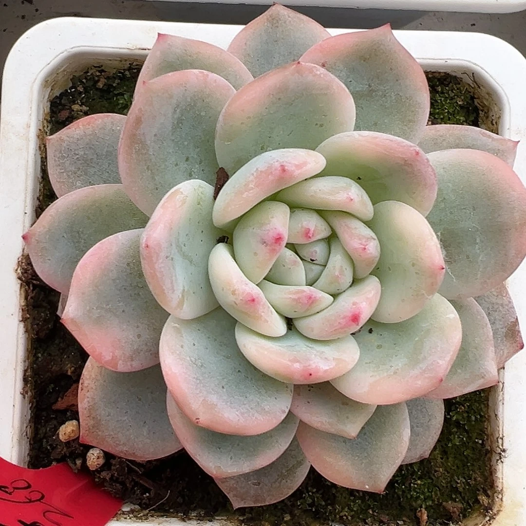 满38包邮橙梦露锦