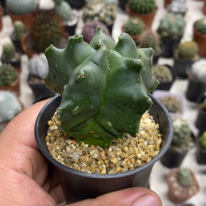 实生龟甲特价福利