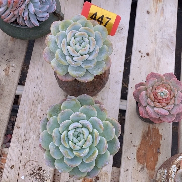 447号冰玉两颗一组