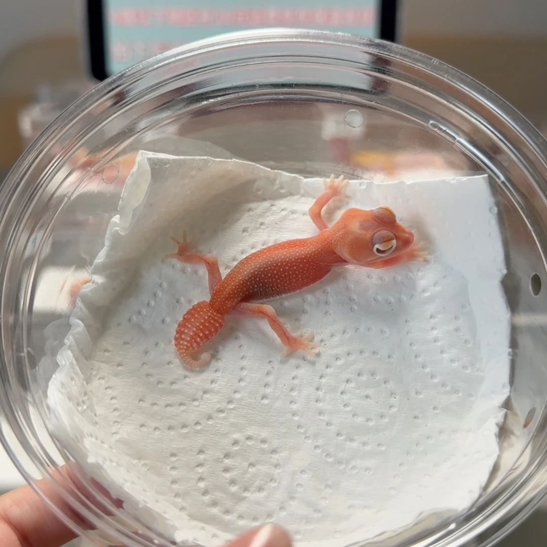 瘤尾守宫白无小火龙