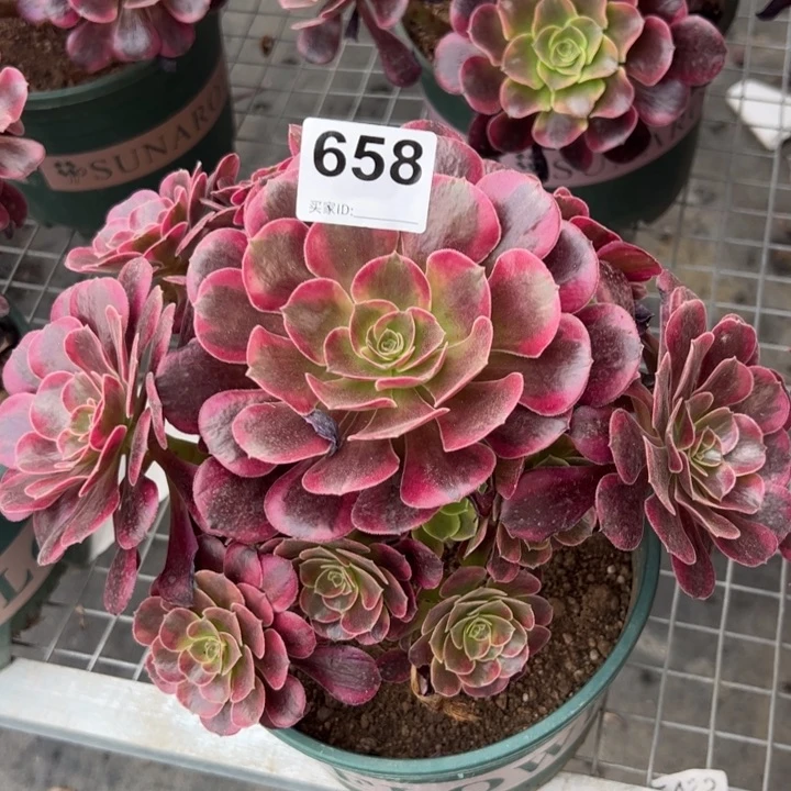 658凤冠20厘米左右半木质