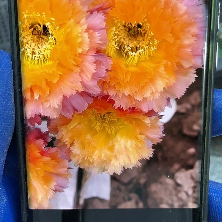 洛可可侧芽歪4-5公分满18包邮