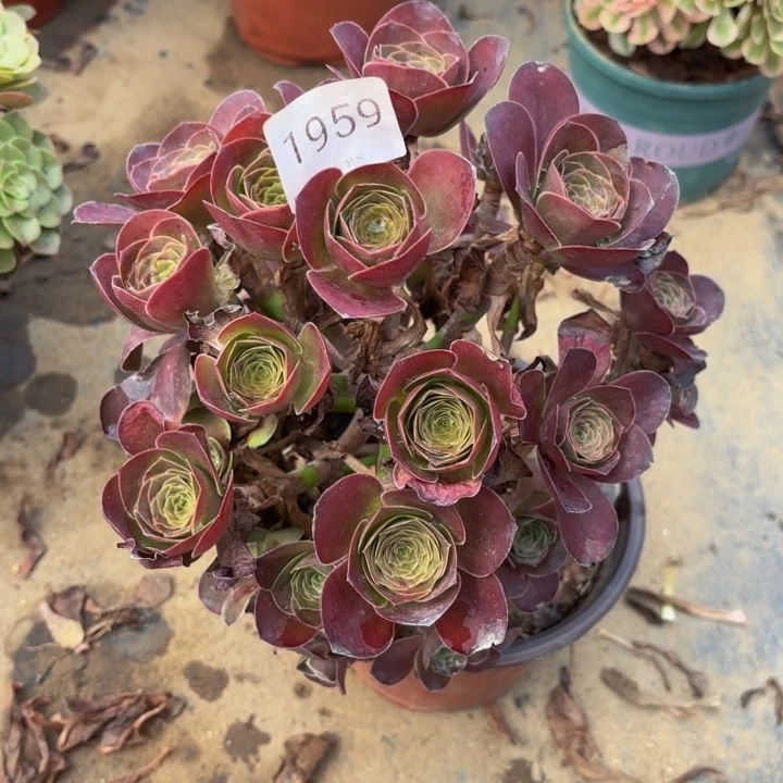 魅金玫瑰多肉处理不包断头1959