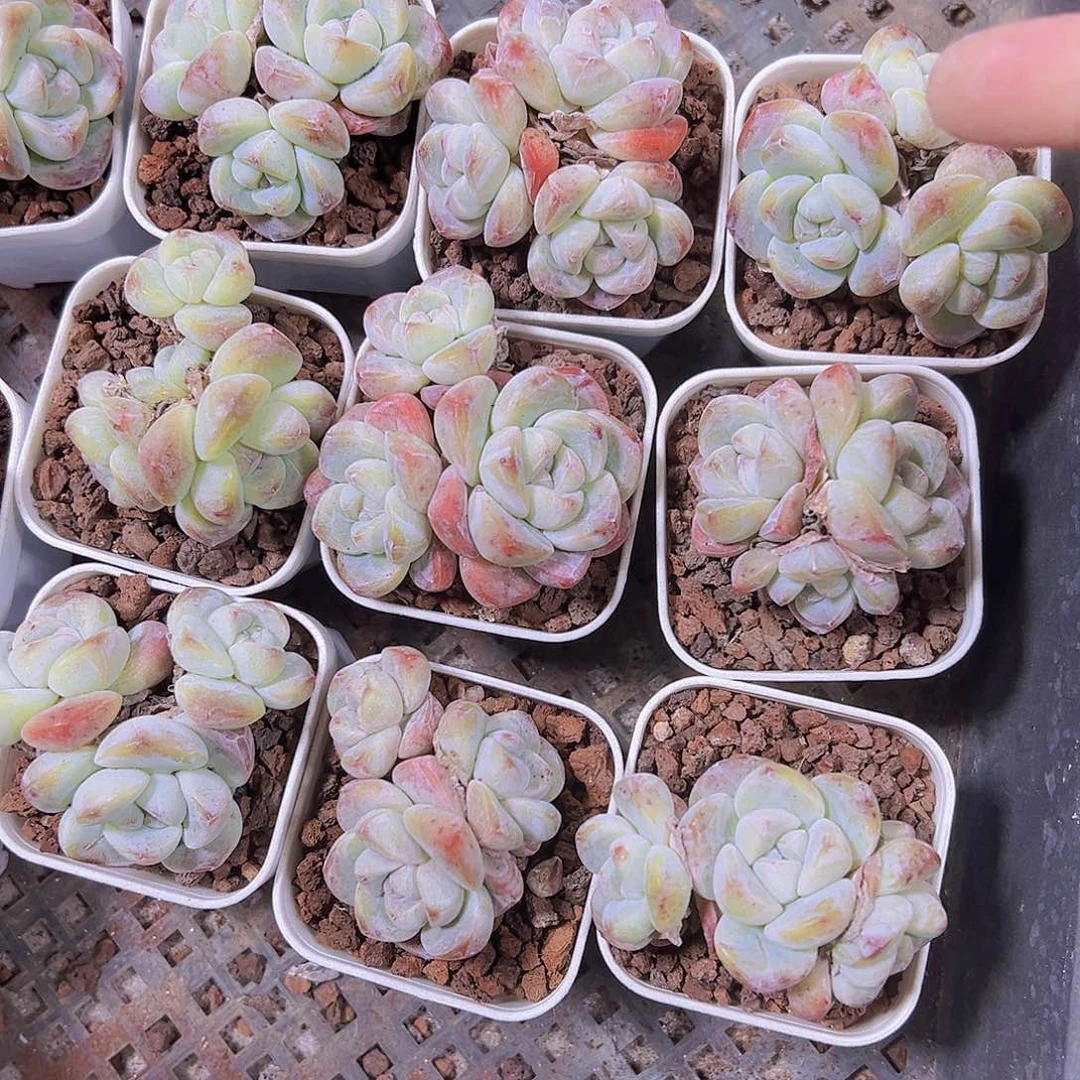 5.5厘米盆冰玉群19包邮