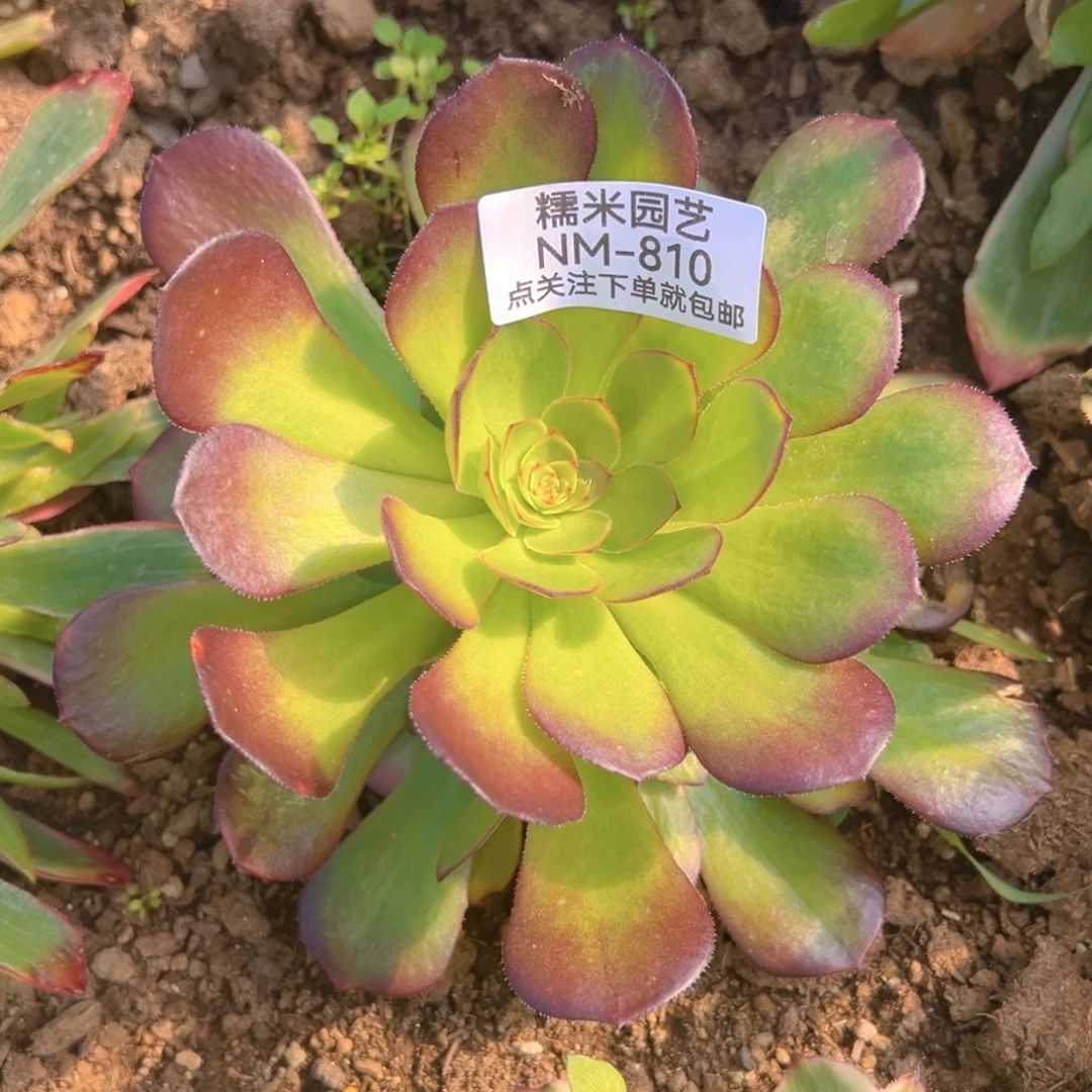 雨荷多肉植物810